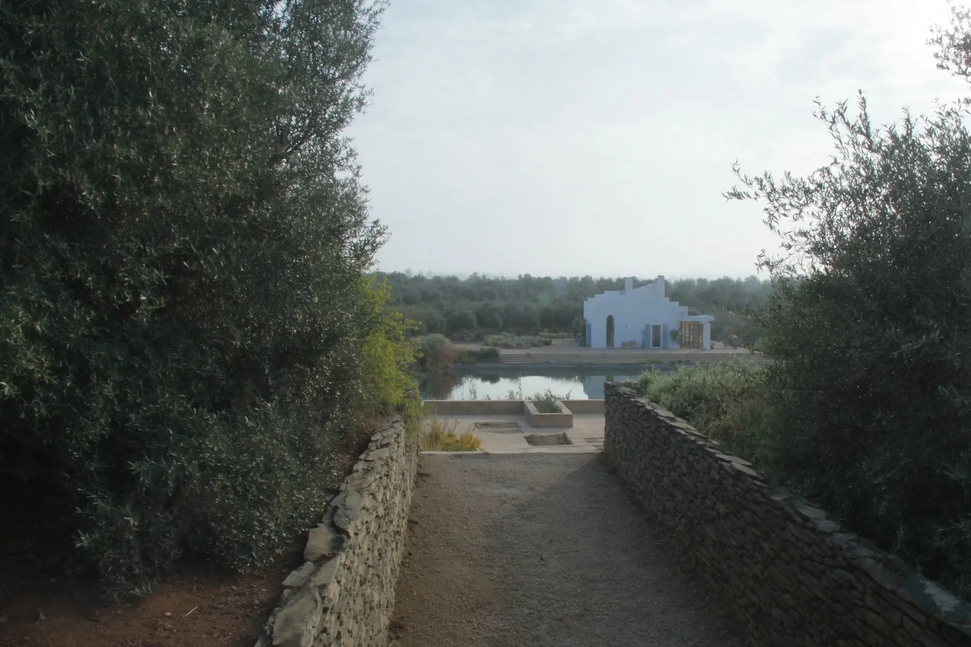 The path from the stables to the pool, through the olive grove.